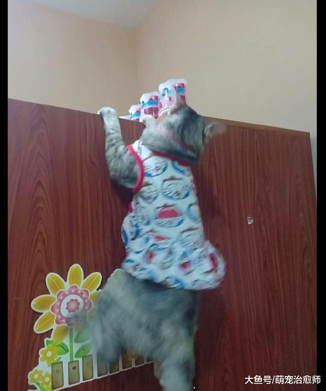 猫想要爬过柜子门, 结果却被卡在了门顶上面, 身体果然是水做的!
