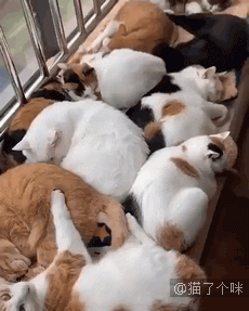 一只生来就是连指的小猫，感觉找到了哆啦A梦的孩子