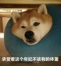 猪年把狗喂成猪, 你怎么看?