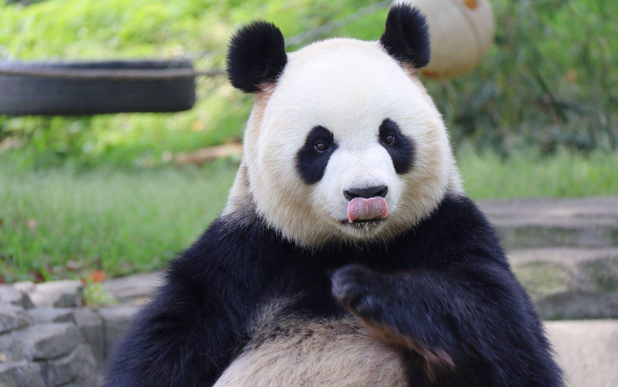 大熊猫叼着东西到处跑，奶妈不放心凑近一瞧：快放下，我的祖宗诶！