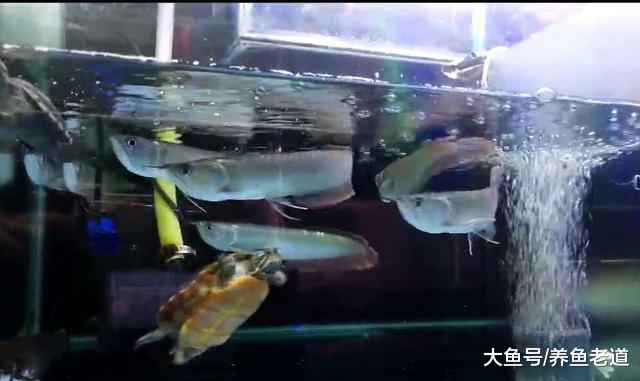 都知道硝化细菌对鱼缸水质的作用，为什么10个老手9个不会添加？