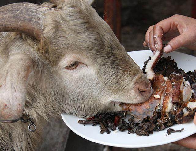 女子把羊当成宠物养，每天大碗酒大块肉，网友看了都眼红