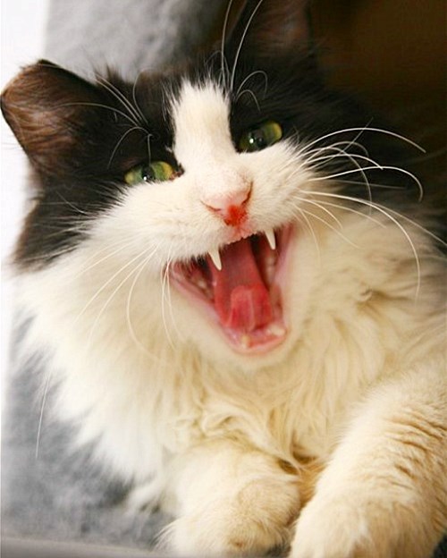 为什么人模仿猫咪叫声，猫咪会有回应？难道只是本能反应？