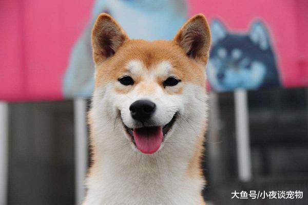 贵州最严格养狗新规，宠物狗伤人最高可罚款3万元人民币