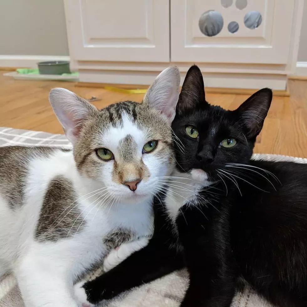 情人節雖然過去了，但這對喵星人秀恩愛的貓糧我還是先干為敬！