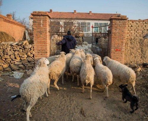 昨天俺村最忠誠的放羊狗走了，放羊21年，死在放羊路上主人懷里