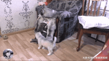 小奶狗才一个月大，二哈就开始逃避喂奶了，狗：让我静静吧