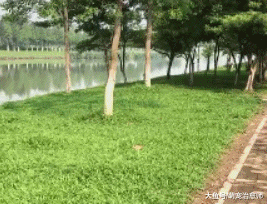 网友带哈士奇去跑步，没想到它脚下一滑掉进河里，还能再蠢点吗？