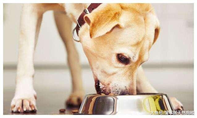 养狗过来人：买拉布拉多时，不要说这4句话，不然容易吃大亏！