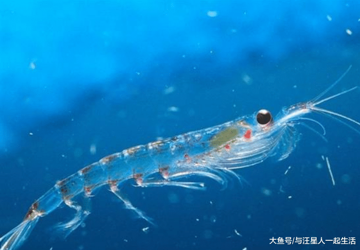 磷虾每年被吃掉约2亿吨, 为什么至今还没有灭绝? 网友: 太可怕了