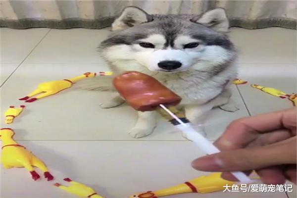 用香肠骗哈士奇吃完药后, 它再也不吃肠了, 狗: 你已失去朕的信任