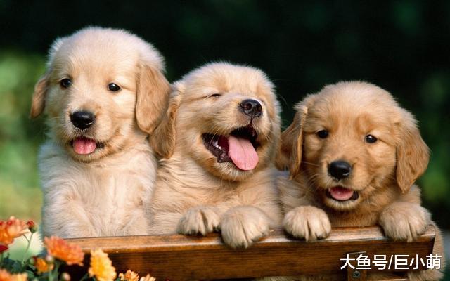 狗狗出生后会经历哪些阶段？这些成长的奥秘，作为主人你知道吗？