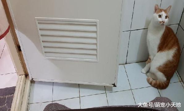 猫皇闻臭味崩溃急抓墙壁, 主人无奈: 门没关装什么死里逃生