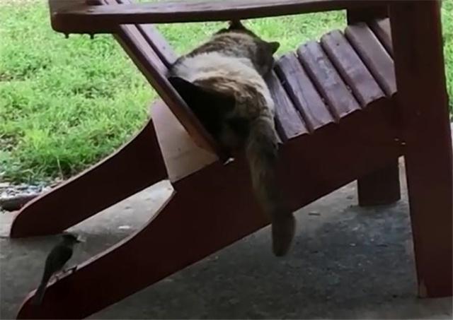 鸟窝缺少材料怎么办？呼呼大睡的大胖猫，被一只小鸟给惦记上了