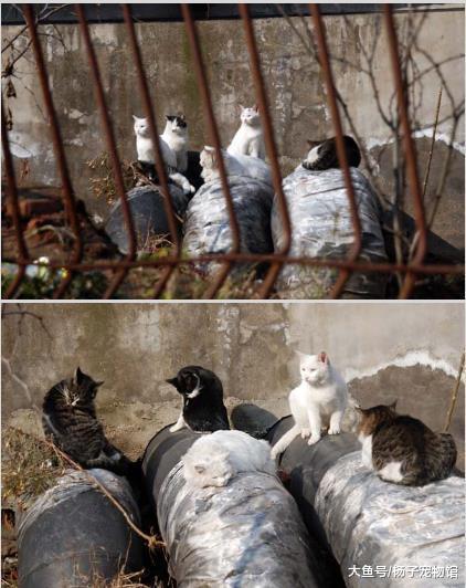 流浪猫妈带病产子后被猫王驱逐，藏在井里生活，只为看孩子一眼！