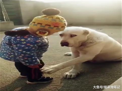 小主人摔倒之后, 拉布拉多赶紧给宝宝拍身上的灰尘, 画面好有爱啊