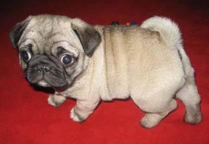 你家巴哥犬便便是不是很臭? 快来看看是什么原因吧!