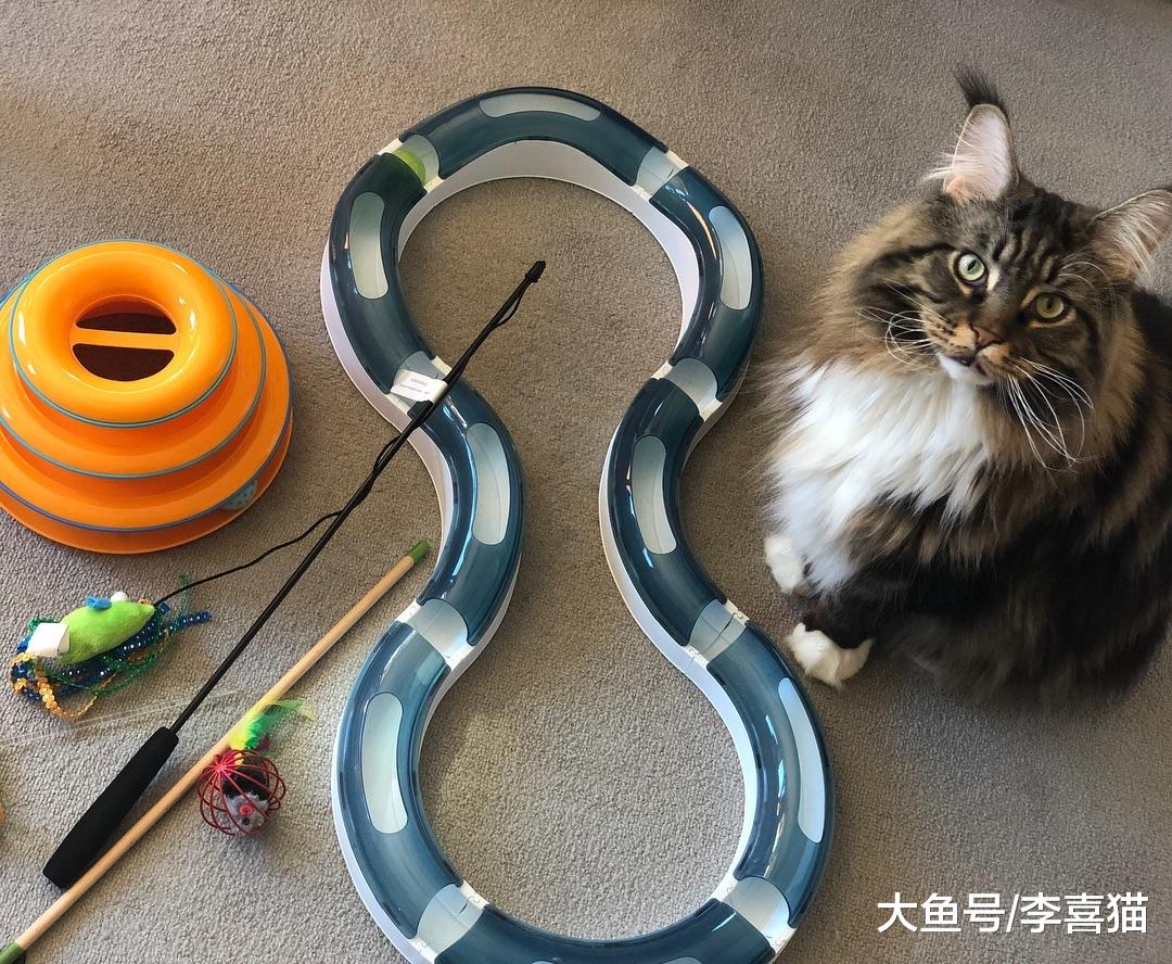 为猫咪挑选生活用品是门大学问，选对了就能让猫咪过得更加舒适