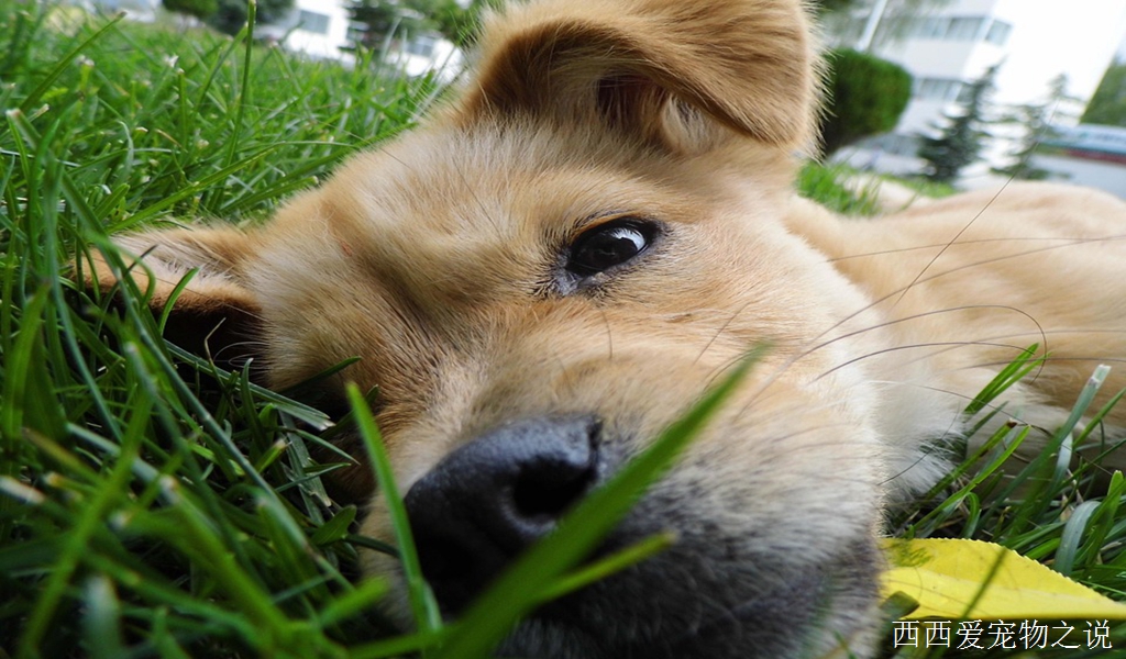 关于传统训练对狗狗的危害，大家日常有没有这样的行为