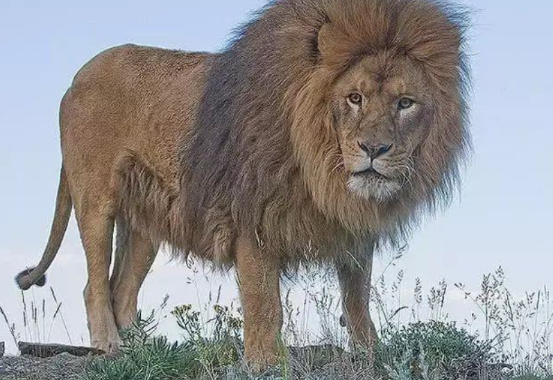 世界上最凶猛最珍贵动物, 全球不到120只, 中国没有1只