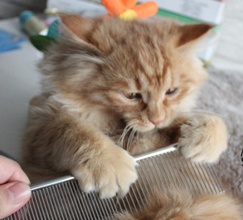 猫咪掉毛，一场持续终身的战争！照我说的做，你不会成为输家