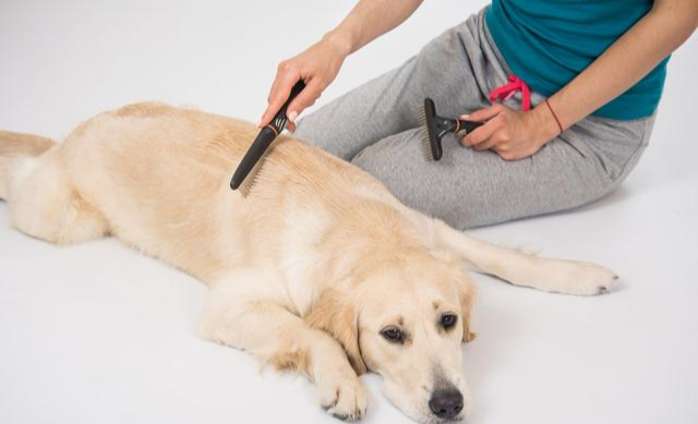 给狗狗梳毛，也可以很讲究