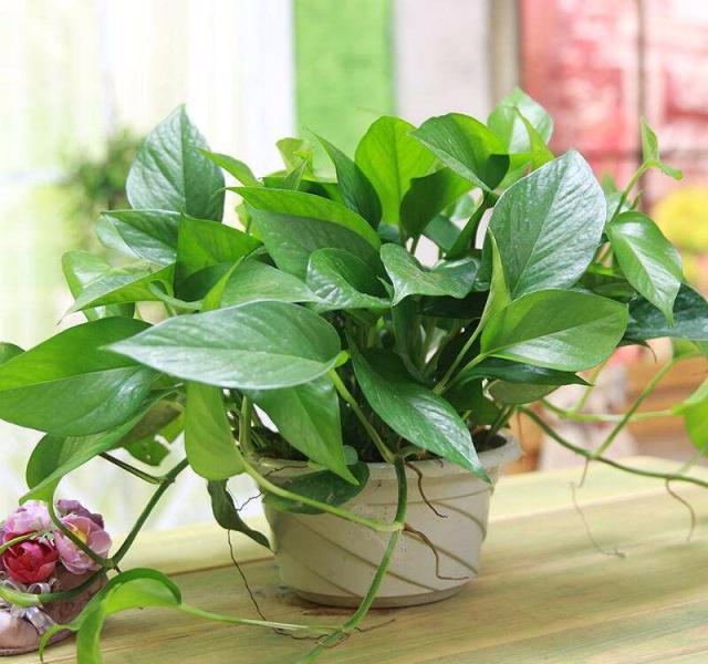 装修时要注意避开两个误区，治理甲醛大意不得！