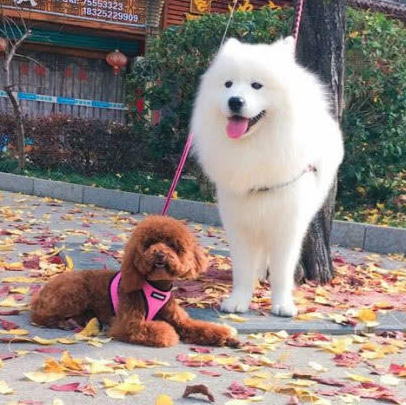 偶遇一只流浪萨摩耶，看到它身上的伤痕，女孩忍不住哭了！