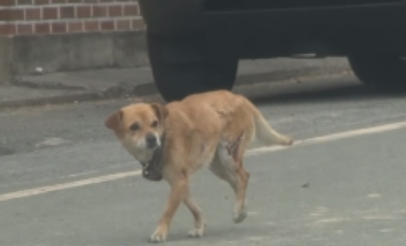 狗狗因火灾而没了家，可它从未放弃等待主人归来，团圆时让人泪目