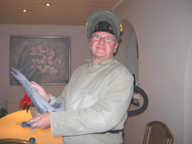 电脑戈马力谈赛鸽的“种养训”