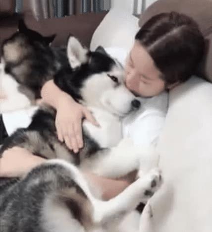 两只哈士奇从未拆过家，看到女主的举动，这还能拆家就怪了