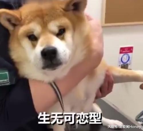 主人被自己家的狗狗嚇到，給狗做這個事還是交給專業人士比較好！