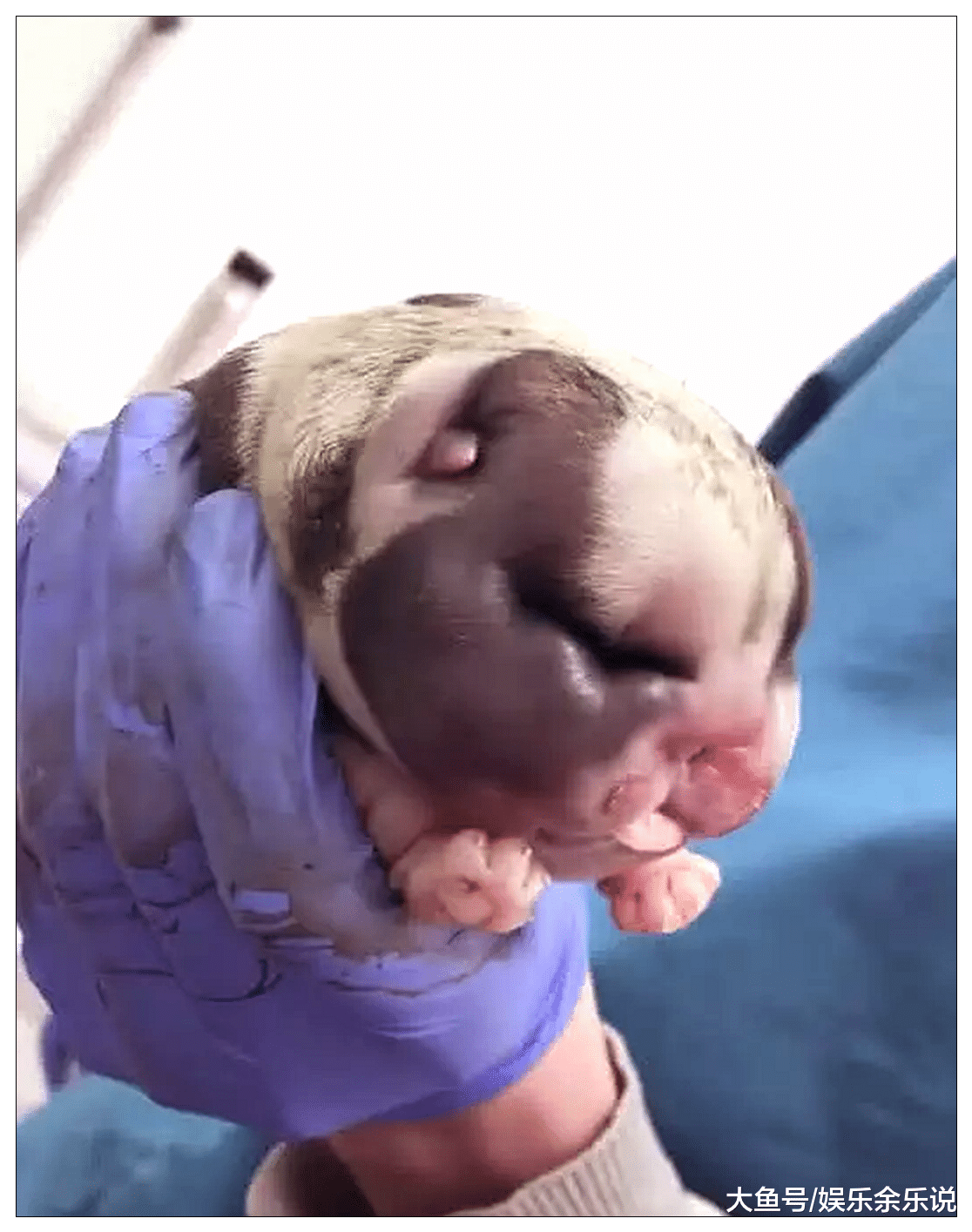 男子带狗狗去医院接生，医生捂着肚子出来，走近一看笑得直不起腰