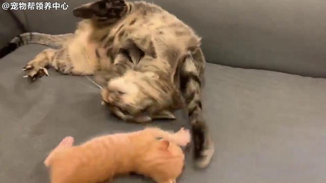 笑哭！猫爸粗犷手法带小奶猫，被猫妈看到了：等会儿再收拾你！