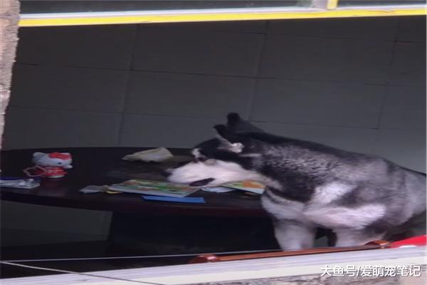 网友发现对面楼里有阿拉后，每天就相互“吵架”，汪：遇到对手了