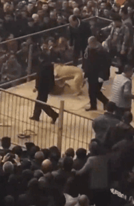 斗狗伤残导致流血不止！2019，请斗狗消失