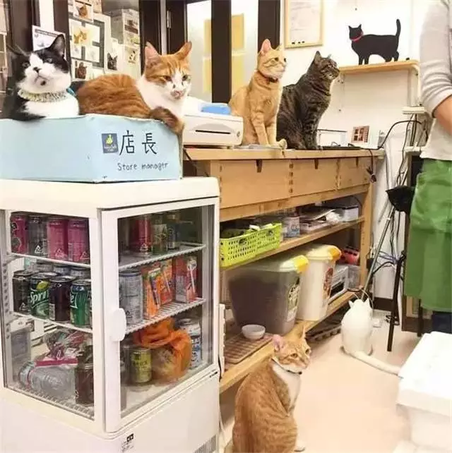 收养流浪猫后，店里生意越来越好，猫咪们各司其职认真工作