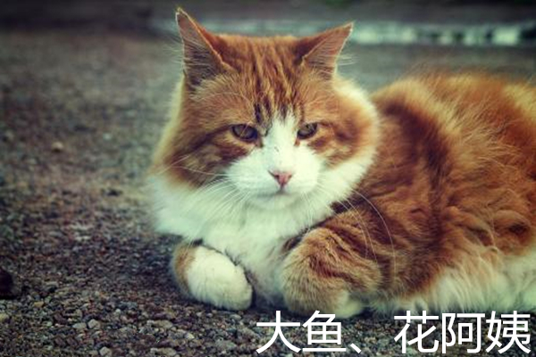 猫奴可不是谁想做就能做的，想做猫奴，看看你能做到下面这些么？