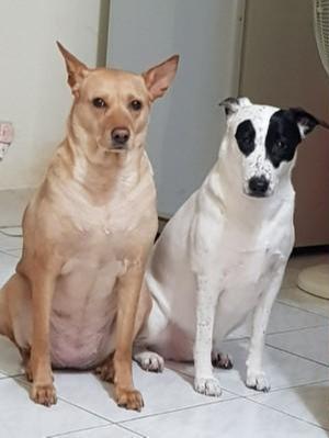 半夜毛孩子们群体集结，向主人讨要宵夜，你们这样的身材还要吃吗