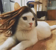 为啥猫咪每天掉毛依然毛茸茸？别酸啦，其实猫也是会秃的！