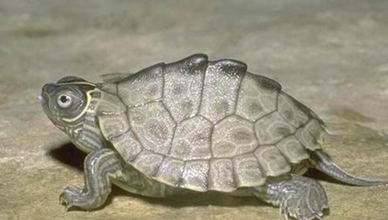 长相奇特的地图龟，如今正慢慢的消失在人类的视线中！