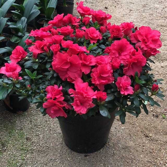 怎样养杜鹃花能多开花？这4个促花小秘诀你学会了吗？