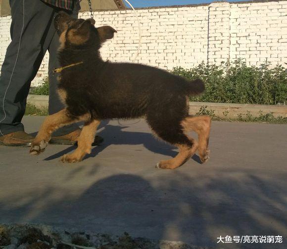 带德牧出来玩，逗它还给逗急眼了，冲着主人大吼大叫