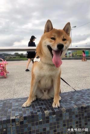 柴柴看见朋友十分兴奋，用屁股怼其他狗狗，却吓到别人家黑柴