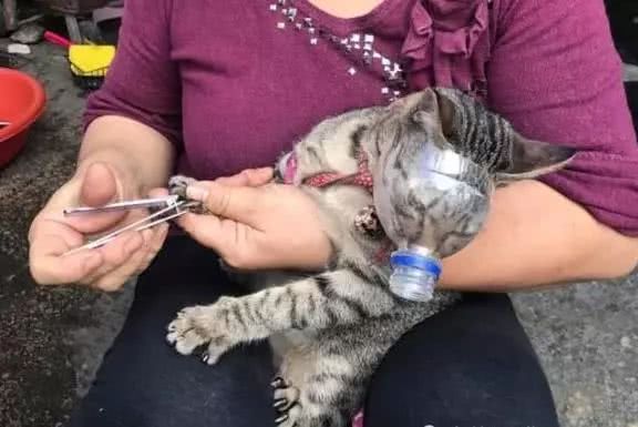 奶奶自制猫咪口罩剪指甲，超级天才的设计，这神器有够巧妙