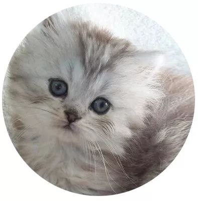 明明是我猫生的崽！怎么长得像隔壁老王的娃？