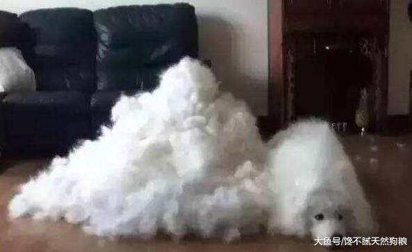 原來薩摩耶犬這么“可怕”，難怪養的人少！