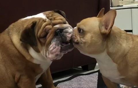 一只小欠狗，打不过大狗就趁它睡着时用薯片戏弄它，结果被教训了