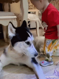 小主人学习画画，每天都拿二哈当模特，汪：为这个家操碎了心！