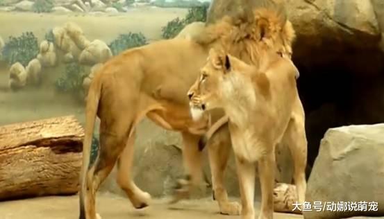 “妻管严不分种族”雄狮被母狮压住，接下来的动作萌翻了